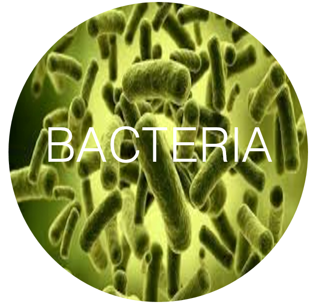 Bacteria  DALTON Heating & Cooling
