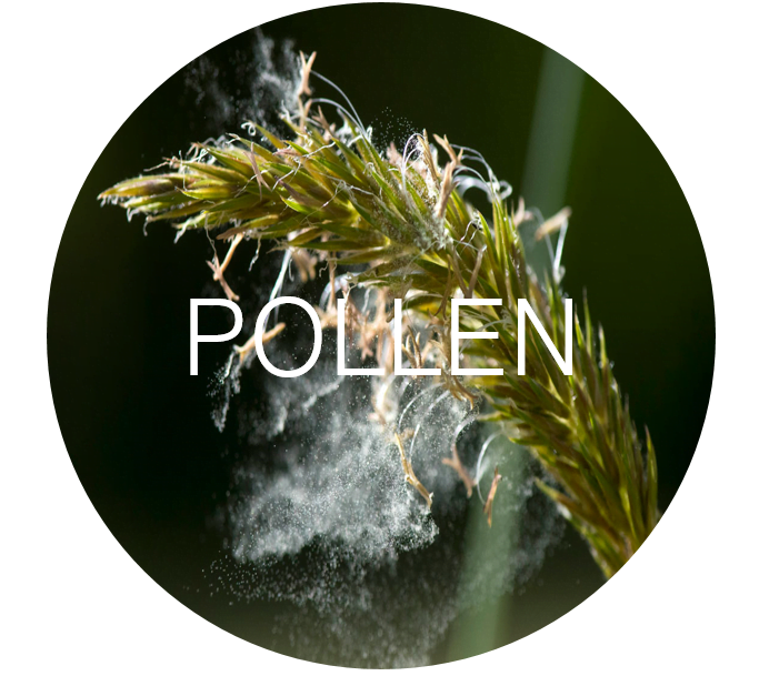 Pollen  DALTON Heating & Cooling