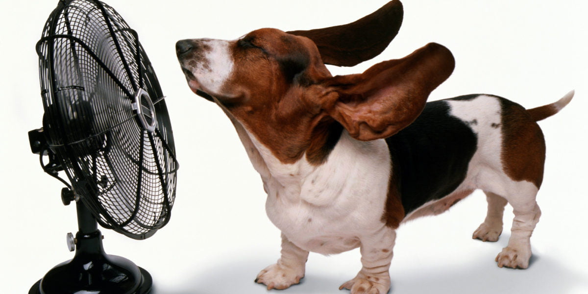 dog fan white background DALTON Heating & Cooling